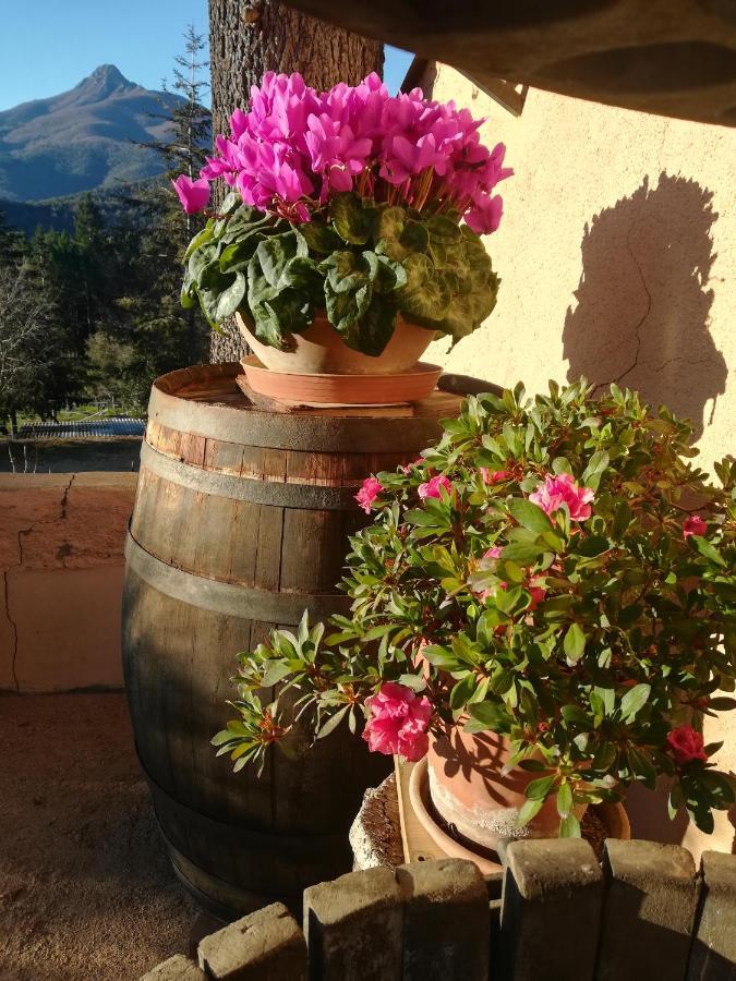 Con Jardin, Barbacoa Y Piscina En Pleno Montseny Mas Romeu Turisme Rural * Arbucies