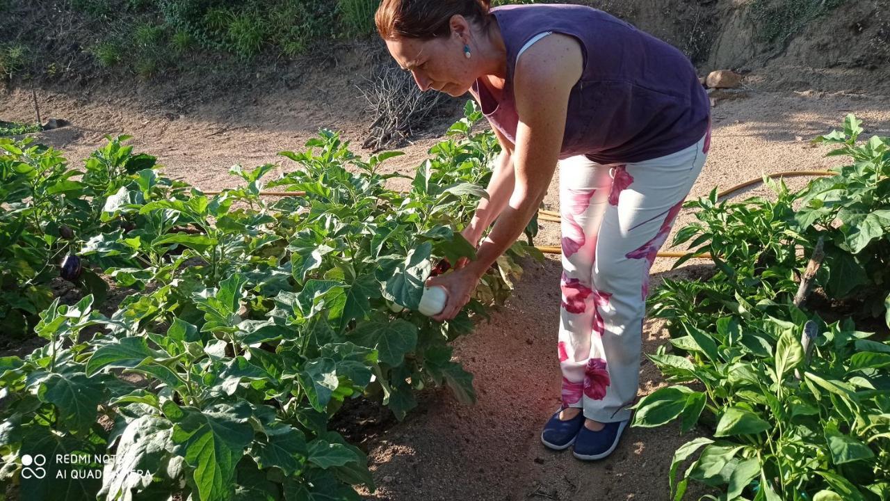 Con Jardin, Barbacoa Y Piscina En Pleno Montseny Mas Romeu Turisme Rural * Arbucies