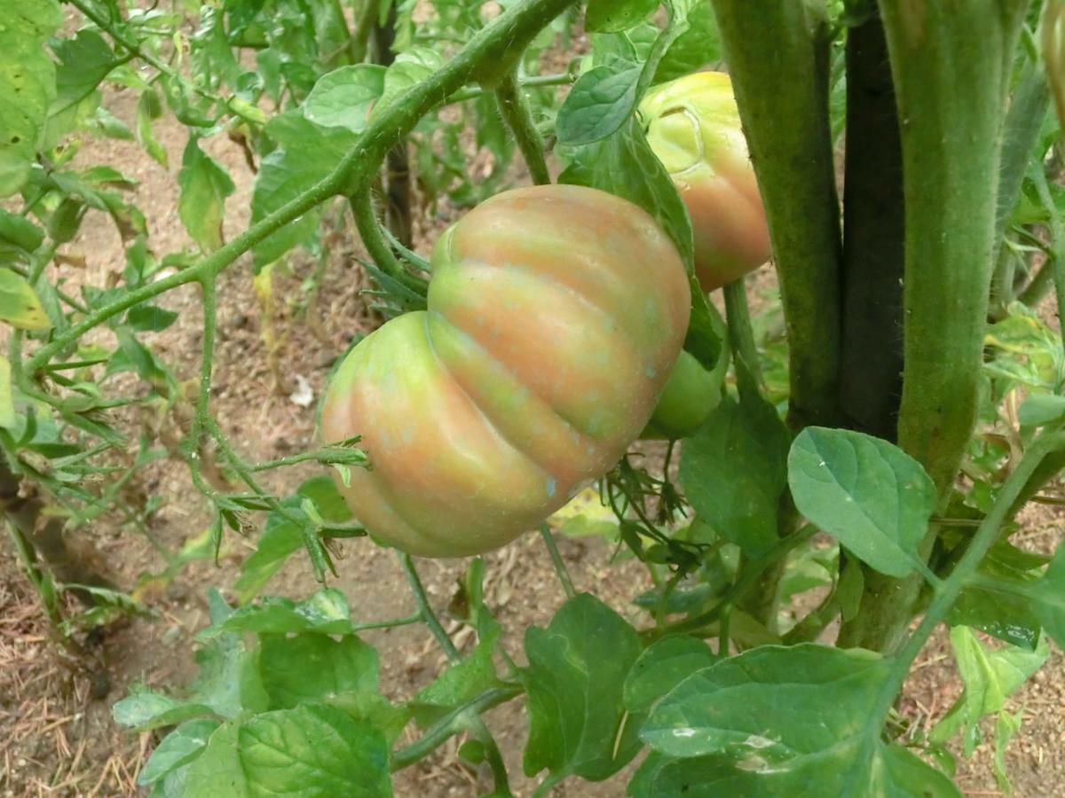 Con Jardin, Barbacoa Y Piscina En Pleno Montseny Mas Romeu Turisme Rural *