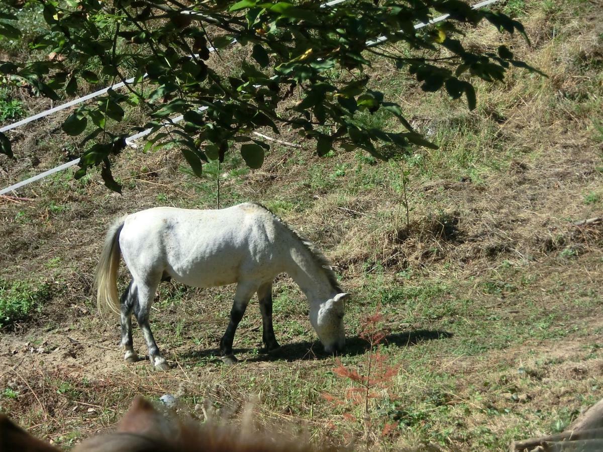 Con Jardin, Barbacoa Y Piscina En Pleno Montseny Mas Romeu Turisme Rural *