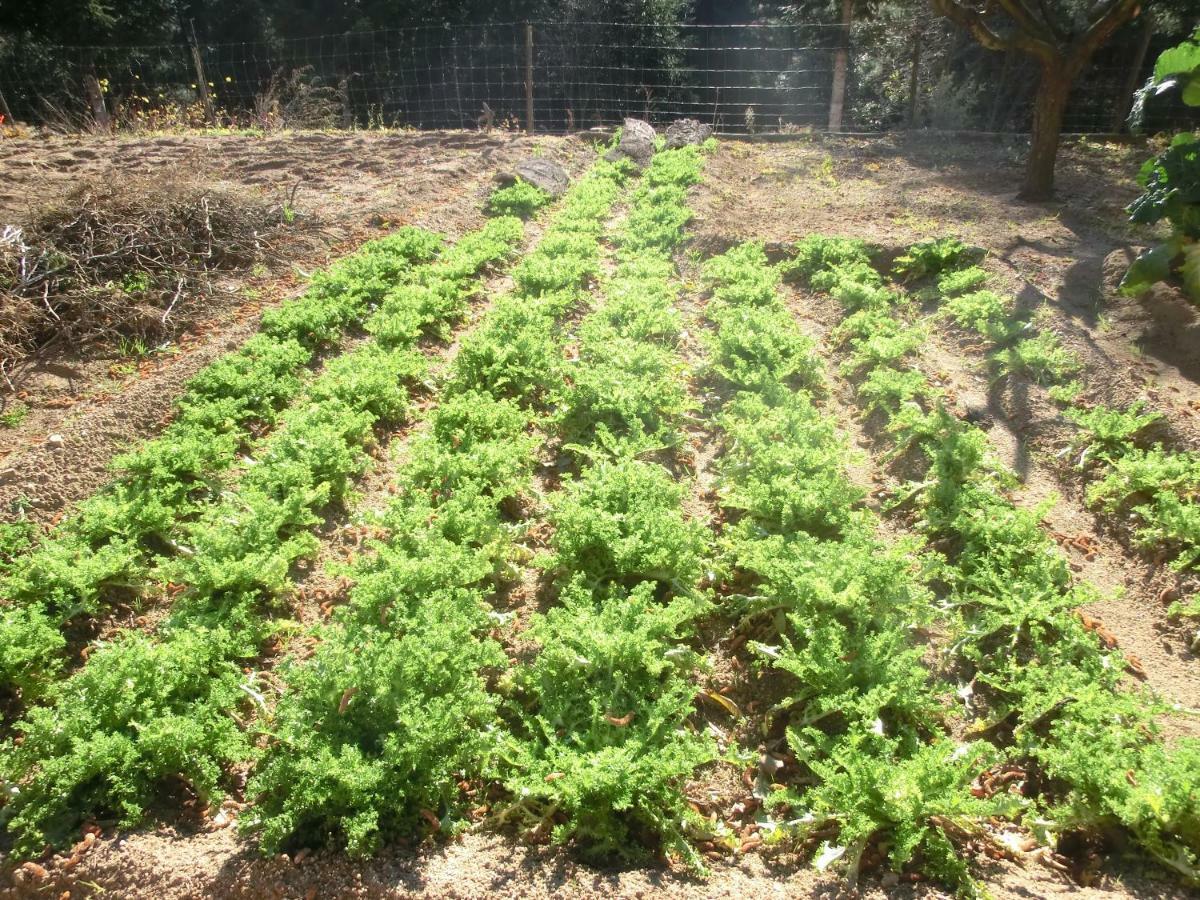 Con Jardin, Barbacoa Y Piscina En Pleno Montseny Mas Romeu Turisme Rural * Arbucies