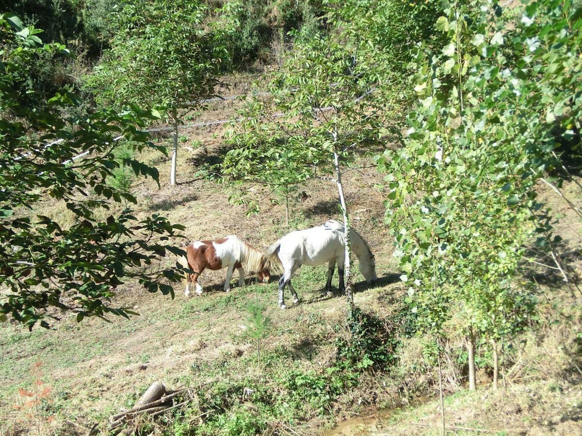 Country house Con Jardin, Barbacoa Y Piscina En Pleno Montseny Mas Romeu Turisme Rural Arbucies